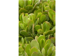Crassula portulacea - Löffelbaum Crassula portulacea - Löffelbaum