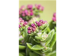 Crassula schmidtii - Dickblatt Crassula schmidtii - Dickblatt