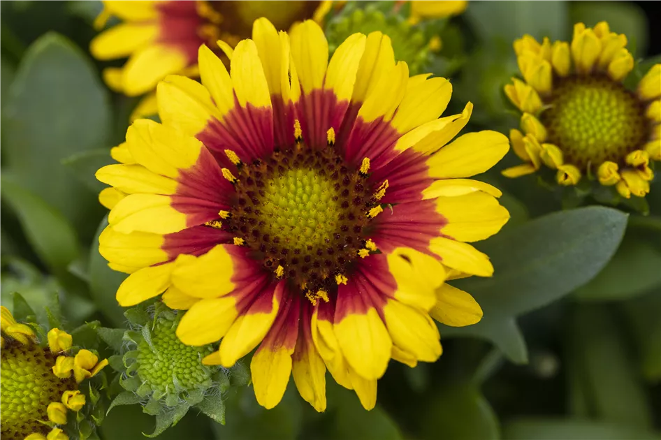 Gaillardia aristata SpinTop