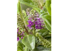 Hebe x andersonii 'Louise' - Strauchveronika 'Louise' Hebe x andersonii 'Louise' - Strauchveronika 'Louise'