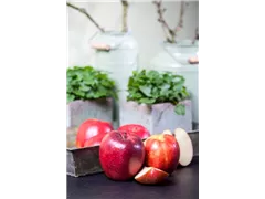 Malus domestica - Kulturapfel Malus domestica - Kulturapfel