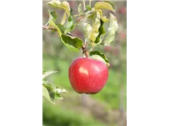Malus domestica 'Alkmene' - Apfel 'Alkmene' Malus domestica 'Alkmene' - Apfel 'Alkmene'