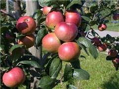 Malus domestica 'Baumanns Renette' - Winterapfel 'Baumanns Renette' Malus domestica 'Baumanns Renette' - Winterapfel 'Baumanns Renette'