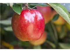 Malus domestica 'Braeburn' - Apfel 'Braeburn' Malus domestica 'Braeburn' - Apfel 'Braeburn'