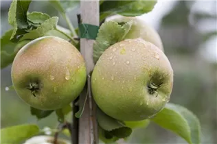 Malus domestica 'Delbard Jubile' - Apfel 'Delbard Jubile' Malus domestica 'Delbard Jubile' - Apfel 'Delbard Jubile'