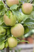 Malus domestica 'Delbard Jubile' - Apfel 'Delbard Jubile' Malus domestica 'Delbard Jubile' - Apfel 'Delbard Jubile'