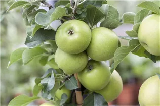 Malus domestica 'Delbard Jubile' - Apfel 'Delbard Jubile' Malus domestica 'Delbard Jubile' - Apfel 'Delbard Jubile'