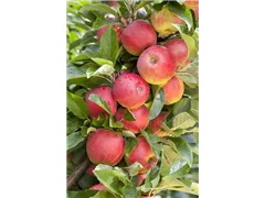 Malus domestica 'Elstar' - Apfel 'Elstar' Malus domestica 'Elstar' - Apfel 'Elstar'