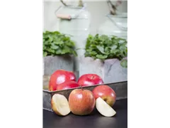 Malus domestica 'Fuji' - Apfel 'Fuji' Malus domestica 'Fuji' - Apfel 'Fuji'