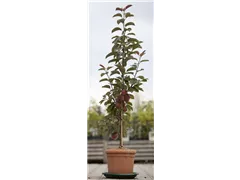 Malus domestica 'Redlane' - Zwergapfel 'Redlane' Malus domestica 'Redlane' - Zwergapfel 'Redlane'