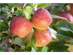 Malus domestica 'Gala' - Apfel 'Gala' Malus domestica 'Gala' - Apfel 'Gala'