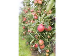 Malus domestica 'Retina'(s) - Apfel 'Retina'(s) Malus domestica 'Retina'(s) - Apfel 'Retina'(s)