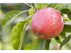 Malus domestica 'Rheinische Schafsnase' - Apfel 'Rheinische Schafsnase' Malus domestica 'Rheinische Schafsnase' - Apfel 'Rheinische Schafsnase'