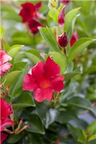 Mandevilla sanderi 'Rio Deep Red' - Dipladenia 'Rio Deep Red' Mandevilla sanderi 'Rio Deep Red' - Dipladenia 'Rio Deep Red'