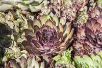 - Sukkulenten: raffinierte Überlebenskunst mit Kakteen und Co.  - Sukkulenten: raffinierte Überlebenskunst mit Kakteen und Co.