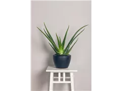 Aloe vera - Echte Aloe Aloe vera - Echte Aloe