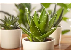 Aloe delaetii - Aloe Aloe delaetii - Aloe