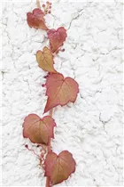 Parthenocissus tricuspidata 'Veitchii' - Dreilappige Jungfernrebe 'Veitchii' Parthenocissus tricuspidata 'Veitchii' - Dreilappige Jungfernrebe 'Veitchii'