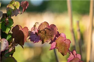 Parthenocissus tricuspidata 'Veitchii' - Dreilappige Jungfernrebe 'Veitchii' Parthenocissus tricuspidata 'Veitchii' - Dreilappige Jungfernrebe 'Veitchii'