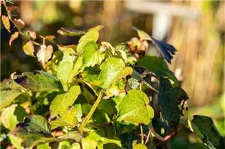 Parthenocissus tricuspidata 'Veitchii' - Dreilappige Jungfernrebe 'Veitchii' Parthenocissus tricuspidata 'Veitchii' - Dreilappige Jungfernrebe 'Veitchii'