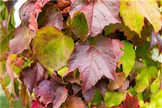 Parthenocissus tricuspidata 'Veitchii' - Dreilappige Jungfernrebe 'Veitchii' Parthenocissus tricuspidata 'Veitchii' - Dreilappige Jungfernrebe 'Veitchii'