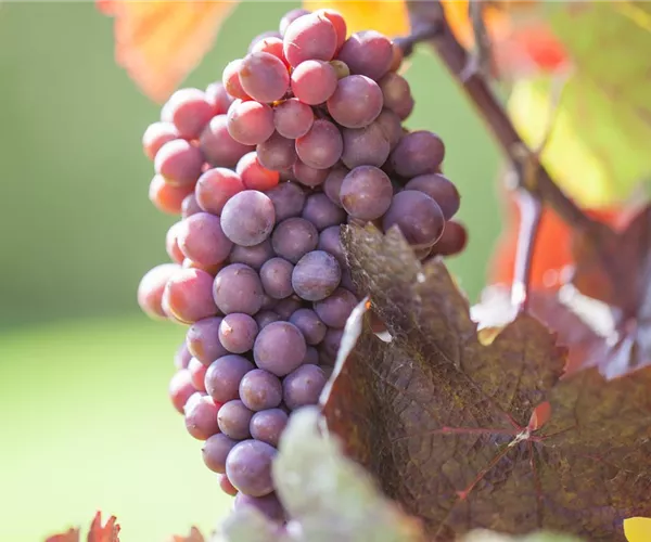 - Weinreben im eigenen Garten anbauen – so einfach geht’s!  - Weinreben im eigenen Garten anbauen – so einfach geht’s!