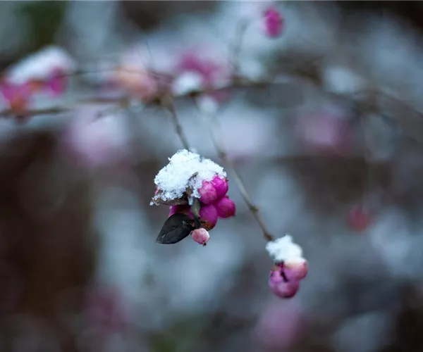 - Die Eisköniginnen – Winterharte Pflanzen im Garten und Topf  - Die Eisköniginnen – Winterharte Pflanzen im Garten und Topf