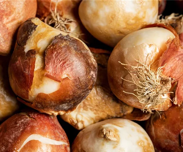 - Herbstblühende Blumenzwiebeln färben den Herbst schön bunt  - Herbstblühende Blumenzwiebeln färben den Herbst schön bunt