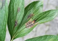 - Pflanzenschutz: Diese Maßnahmen helfen gegen Krankheiten  - Pflanzenschutz: Diese Maßnahmen helfen gegen Krankheiten