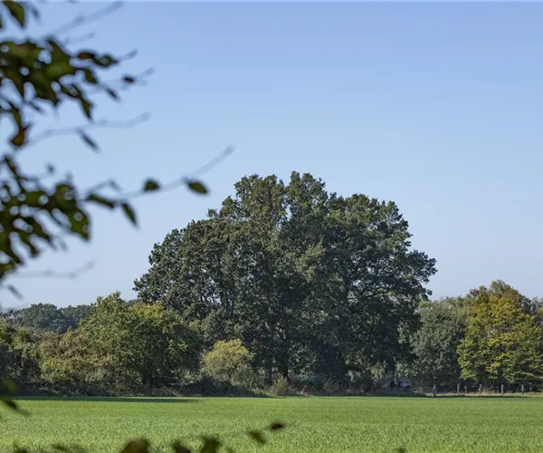 - Schlank und hoch – Säulenbäume setzen Akzente im Garten  - Schlank und hoch – Säulenbäume setzen Akzente im Garten