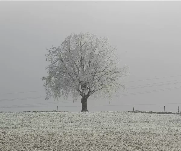 - Winterschutz für den Garten – Auf in die kalte Jahreszeit!  - Winterschutz für den Garten – Auf in die kalte Jahreszeit!