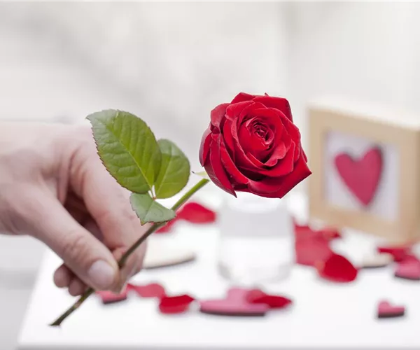 - Geschenke zum Valentinstag: Nicht nur Rosen machen glücklich  - Geschenke zum Valentinstag: Nicht nur Rosen machen glücklich
