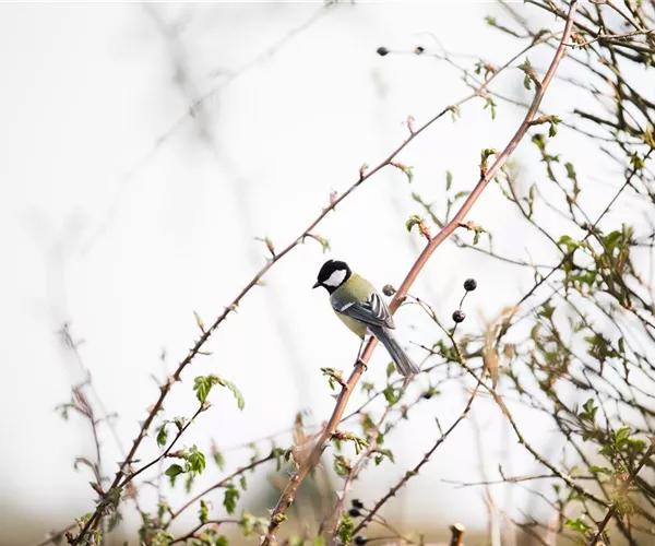- Vögel im Winter versorgen – Futter in der kalten Jahreszeit  - Vögel im Winter versorgen – Futter in der kalten Jahreszeit