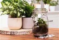 - Der Zimmergarten – ein kleines Biotop im Glas  - Der Zimmergarten – ein kleines Biotop im Glas