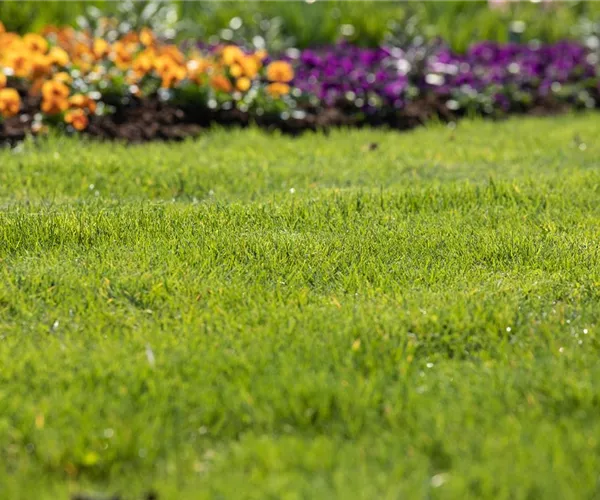 - Rasenpflege leicht gemacht: Das ganze Jahr ein schöner Rasen  - Rasenpflege leicht gemacht: Das ganze Jahr ein schöner Rasen