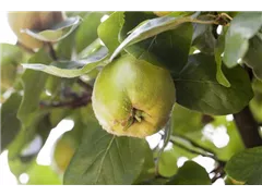 Cydonia oblonga - Echte Quitte Cydonia oblonga - Echte Quitte