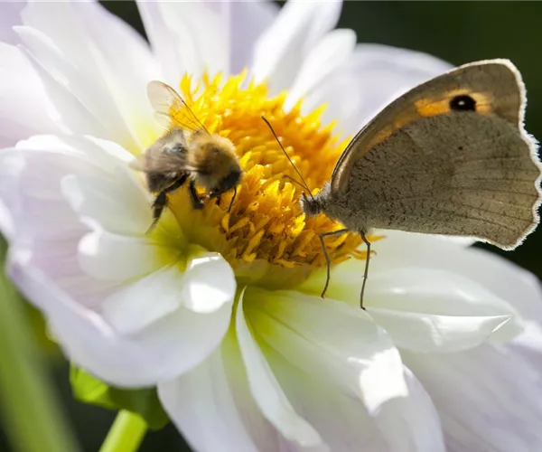- Frühblüher – das Frühlingsbuffet für Biene und Co.  - Frühblüher – das Frühlingsbuffet für Biene und Co.