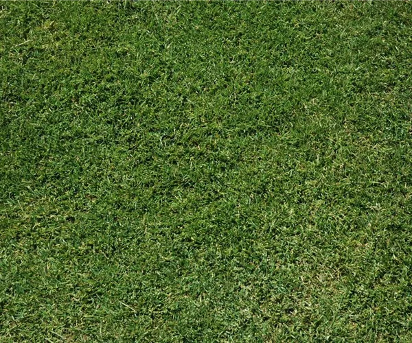 - Den richtigen Rasen für den eigenen Garten auswählen  - Den richtigen Rasen für den eigenen Garten auswählen