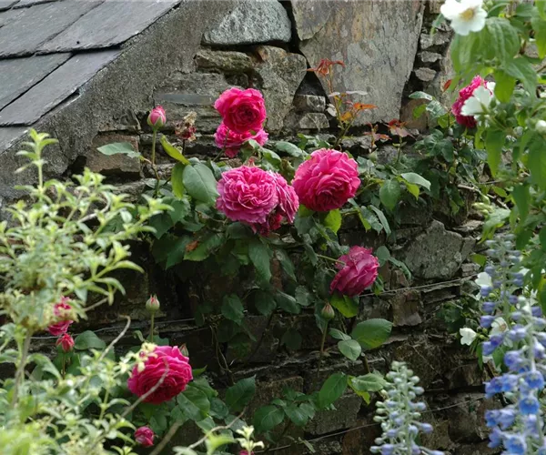 - Rosenpflege – pflanzen, schneiden, düngen  - Rosenpflege – pflanzen, schneiden, düngen