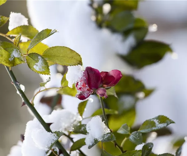 - Schönheit im Eis: Rosen überwintern leicht gemacht  - Schönheit im Eis: Rosen überwintern leicht gemacht