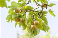 - Der Obstgarten – viele Leckereien für große und kleine Naschkatzen  - Der Obstgarten – viele Leckereien für große und kleine Naschkatzen