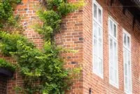 - Kletterpflanzen – die grünen Bergsteiger im Garten  - Kletterpflanzen – die grünen Bergsteiger im Garten