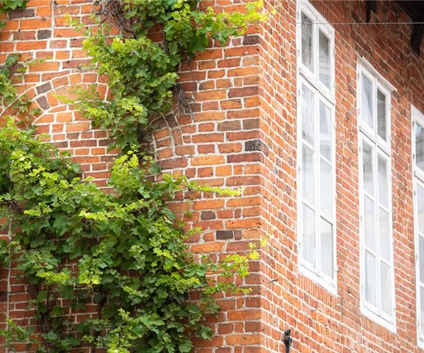 - Hoch hinaus mit vielseitigen Kletterpflanzen im Garten  - Hoch hinaus mit vielseitigen Kletterpflanzen im Garten