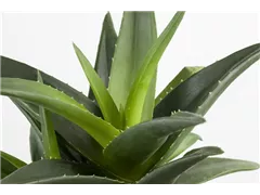 Aloe aristata - Aloe Aloe aristata - Aloe