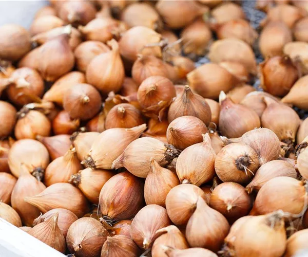 - Blumenzwiebeln – kleine Zwiebeln mit großer Wirkung  - Blumenzwiebeln – kleine Zwiebeln mit großer Wirkung