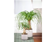 Beaucarnea recurvata - Elefantenfuß Beaucarnea recurvata - Elefantenfuß