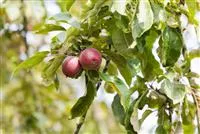 - Achtung, fertig, Naschzeit - Die Ernte geht los!  - Achtung, fertig, Naschzeit - Die Ernte geht los!