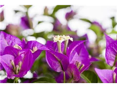 Bougainvillea glabra - Drillingsblume Bougainvillea glabra - Drillingsblume