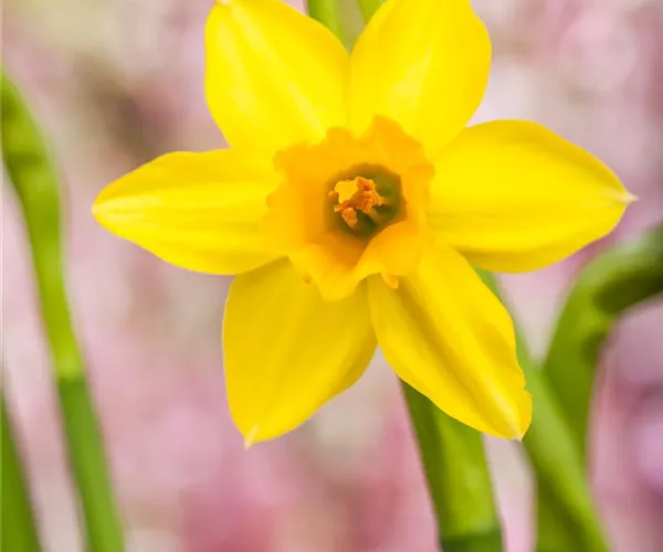 - Narzissen – Frühling im Garten  - Narzissen – Frühling im Garten