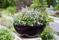 - Urbaner Garten – was ist das?  - Urbaner Garten – was ist das?